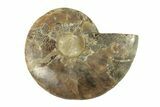Cut & Polished Ammonite Fossil (Half) - Madagascar #267848-1